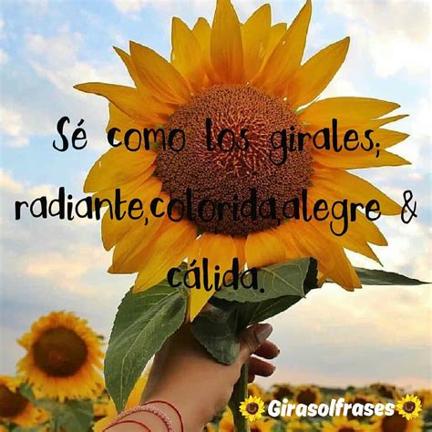 frases girasoles.